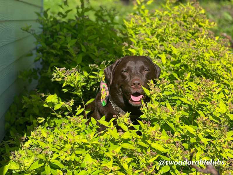 Are Dandelions Toxic To Dogs? Two Adorable Labs