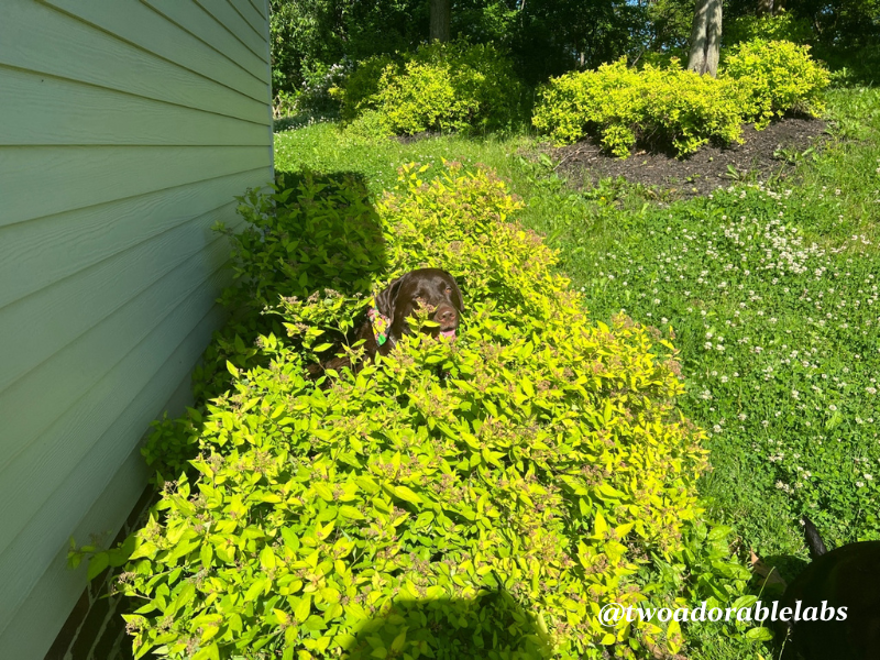 Are Dandelions Toxic To Dogs? Two Adorable Labs