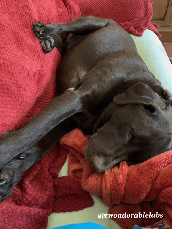 Vestibular Syndrome In Dogs And Cats Two Adorable Labs