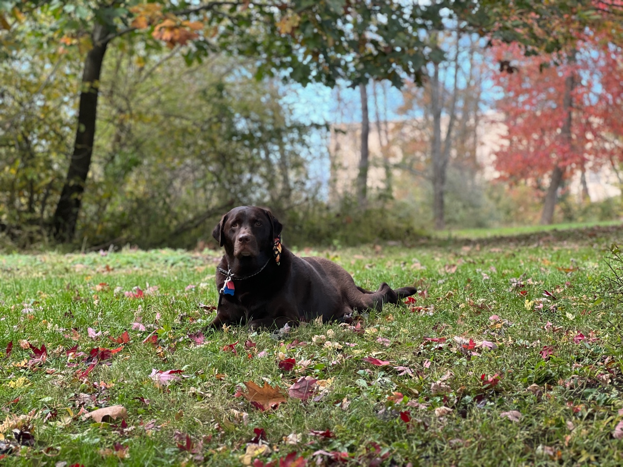 What Is Dog Trancing? Two Adorable Labs