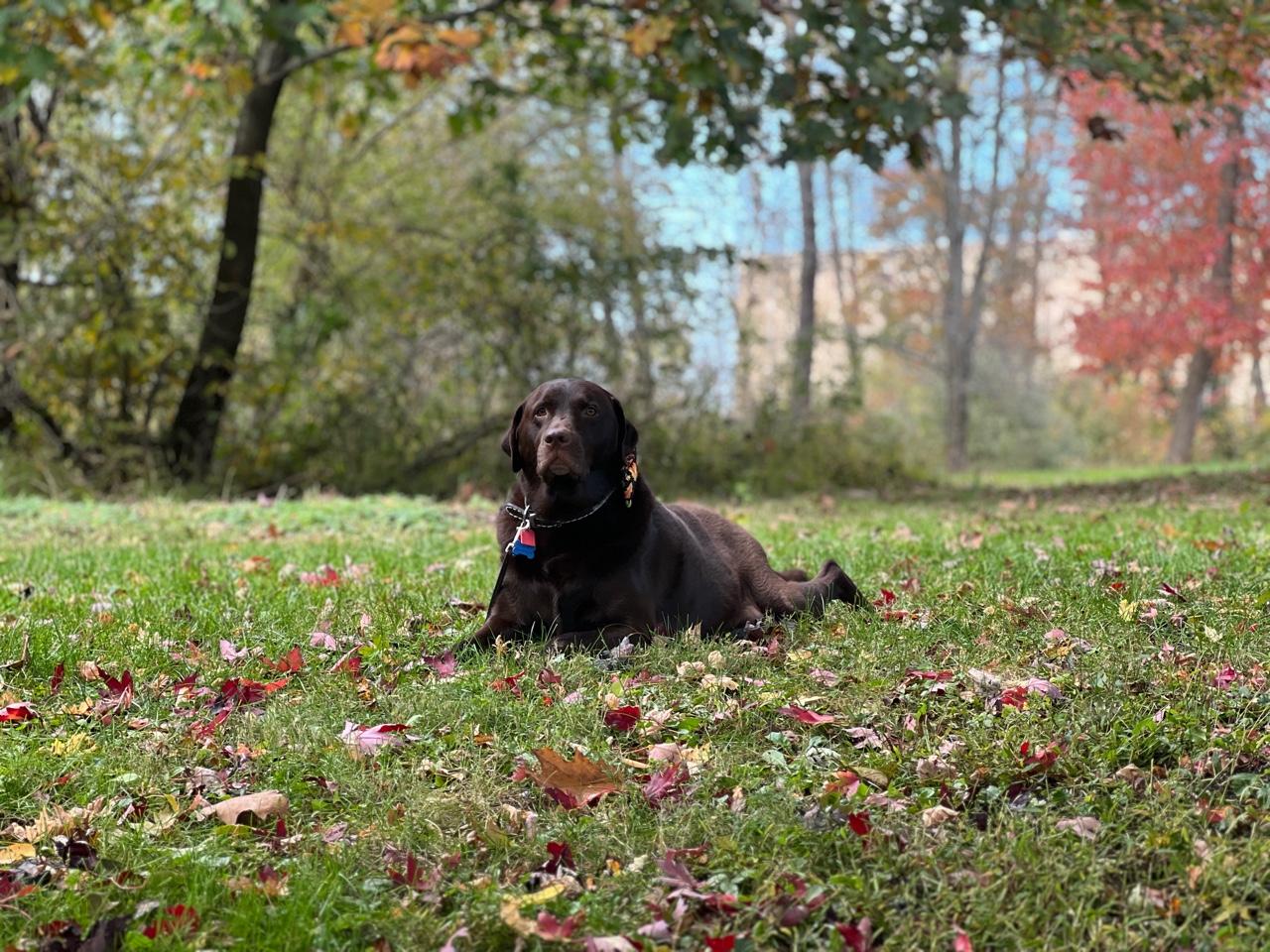 What Is Dog Trancing? Two Adorable Labs