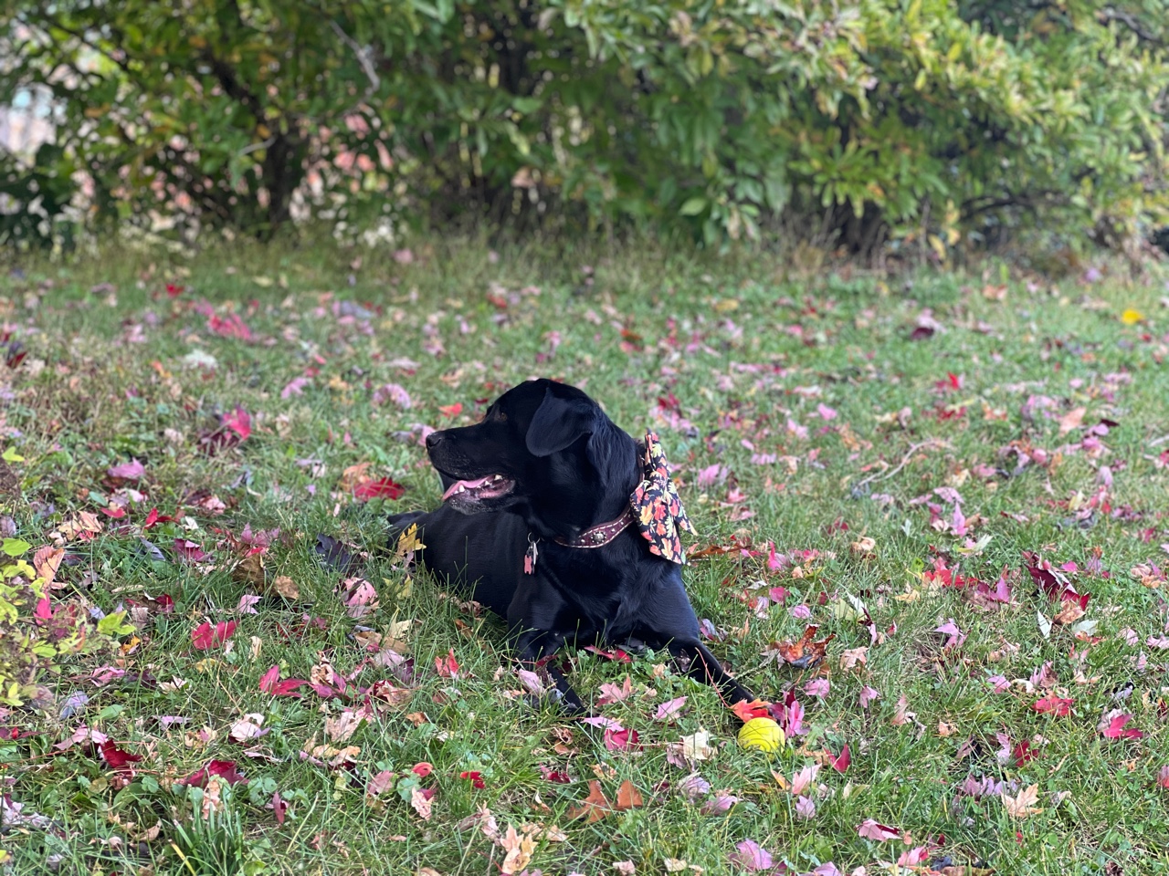 What Is Dog Trancing? Two Adorable Labs