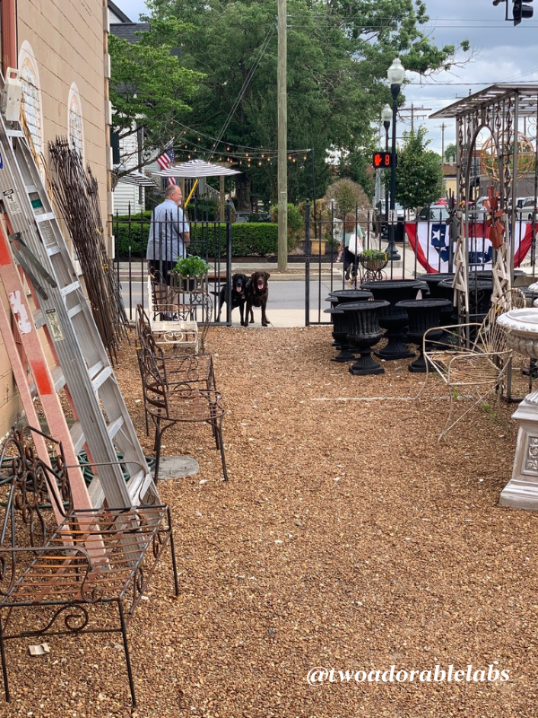 Dog Friendly Nashville and Franklin, TN Two Adorable Labs