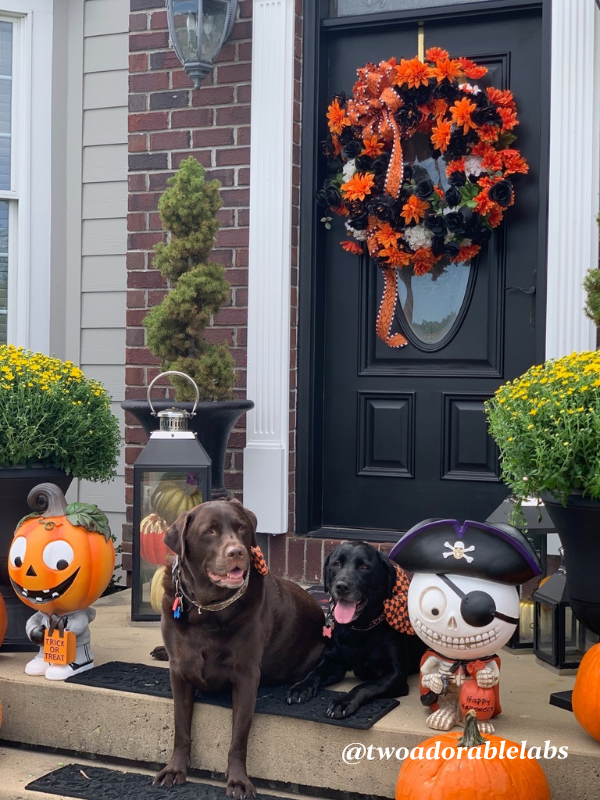 Are Acorns Toxic To Dogs? Two Adorable Labs