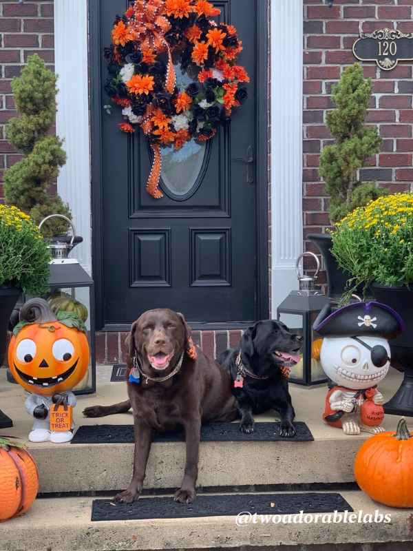 Are Acorns Toxic To Dogs? Two Adorable Labs