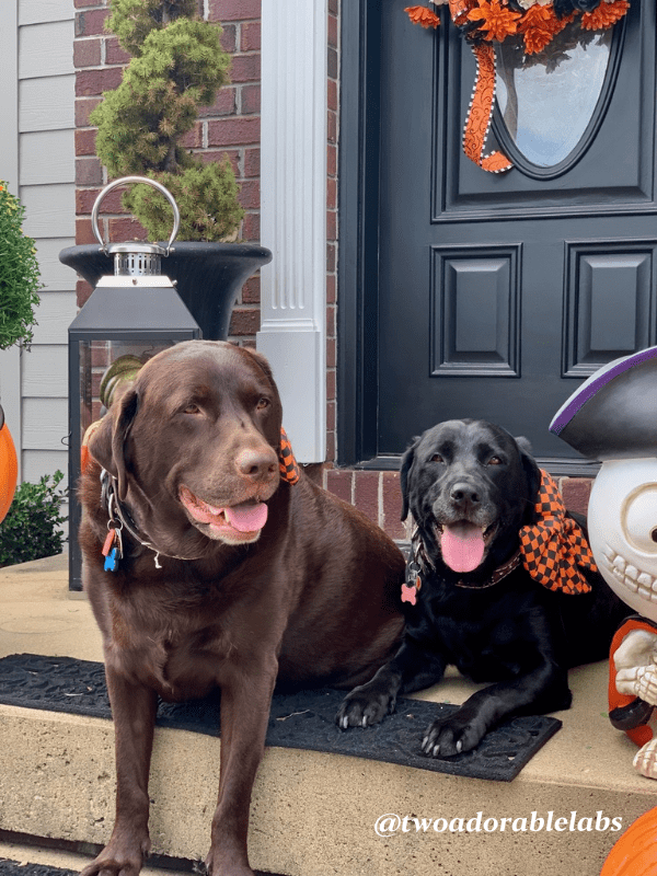 Are Acorns Toxic To Dogs? Two Adorable Labs