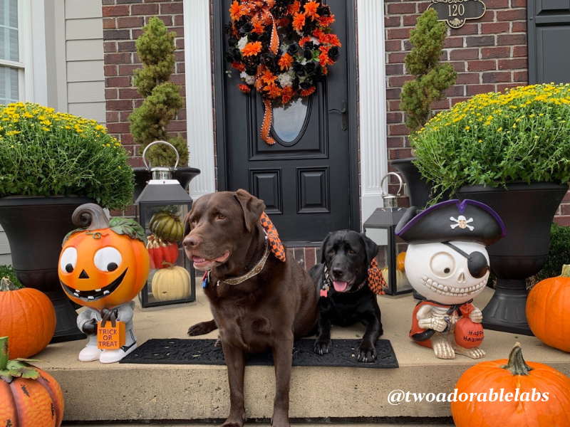 Are Acorns Toxic To Dogs? Two Adorable Labs