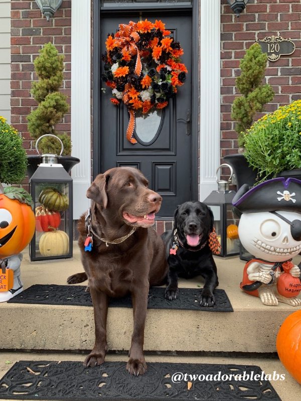 Are Acorns Toxic To Dogs? Two Adorable Labs
