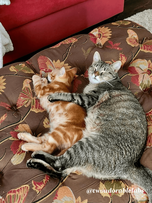 What Is A Cat's Primordial Pouch? Two Adorable Labs