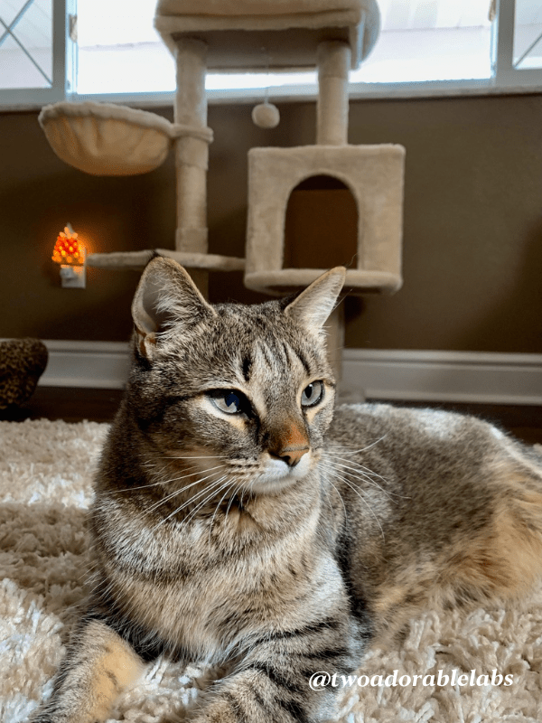 What Is A Cat's Primordial Pouch? Two Adorable Labs