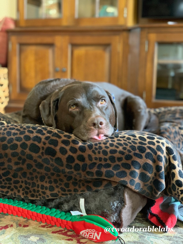 Your Dog's Zodiac Sign Two Adorable Labs