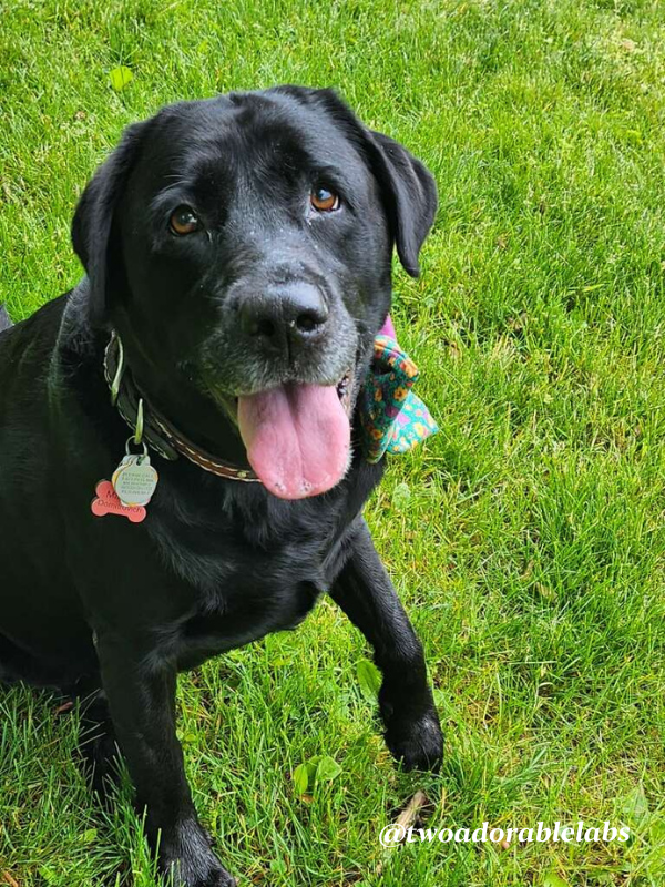 Dog Eye Discharge Two Adorable Labs