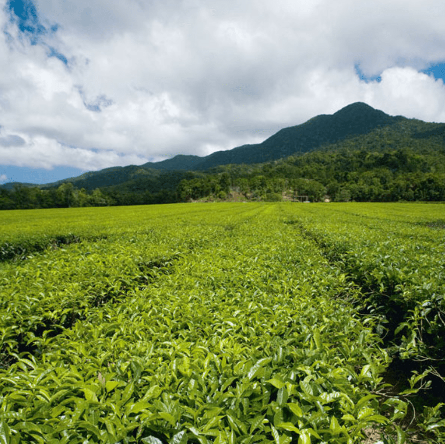 Australian black tea from the Daintree Tea Company Two Before Ten
