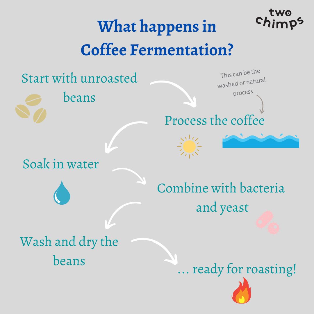 What is Fermented Coffee? Two Chimps Coffee