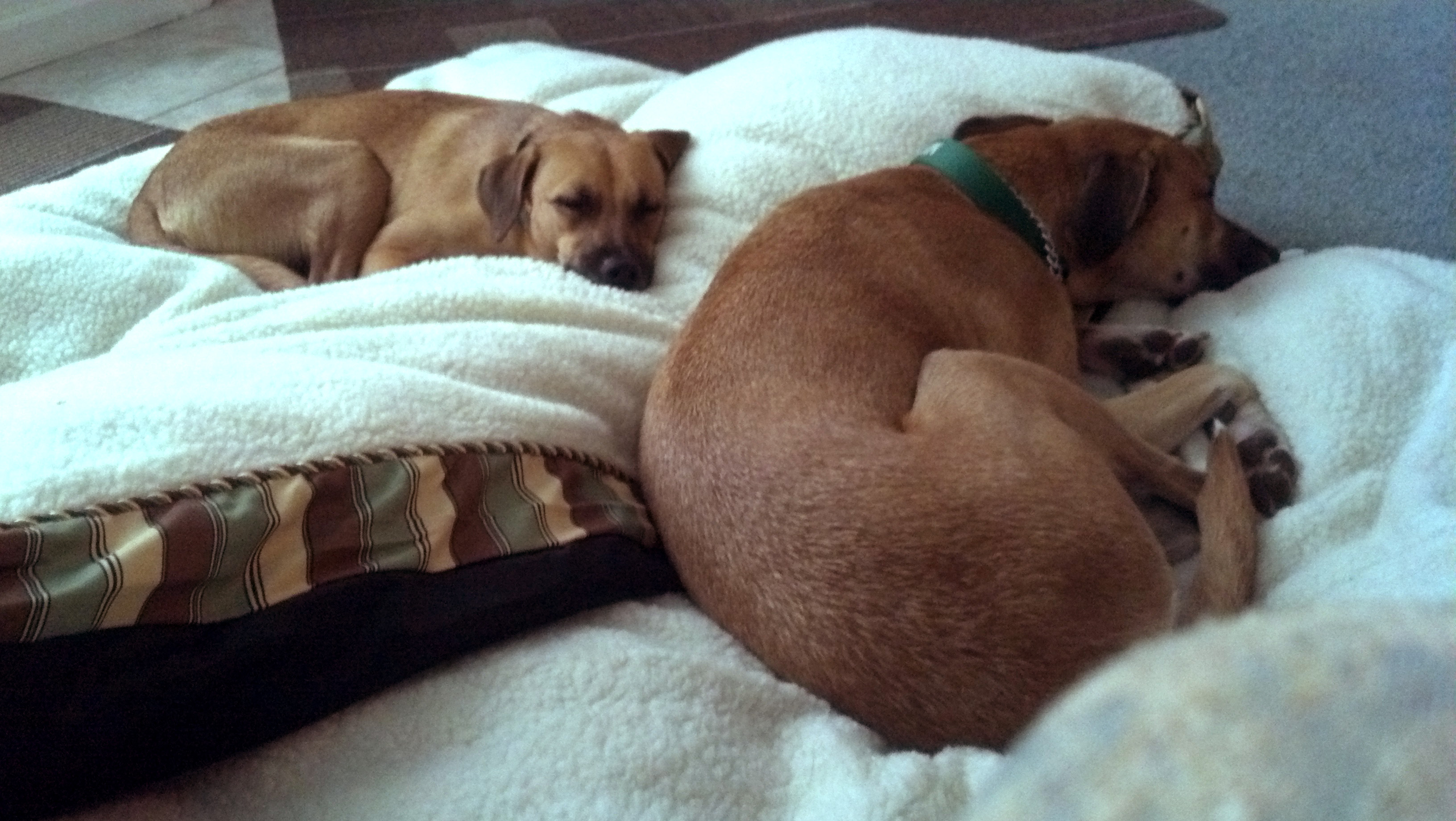 First Full Day in the USA! Two Coconut Retrievers