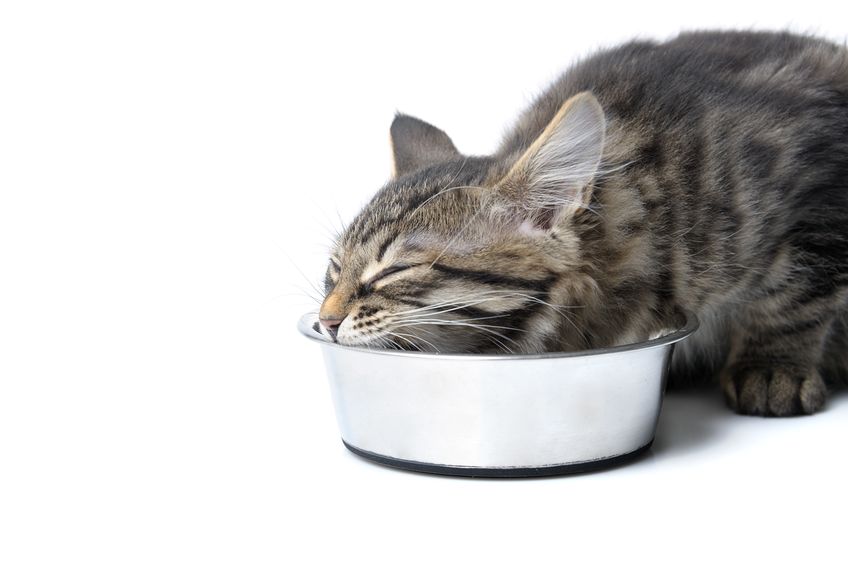 Should Your Cat Eat A Grain Free Diet Two Crazy Cat Ladies