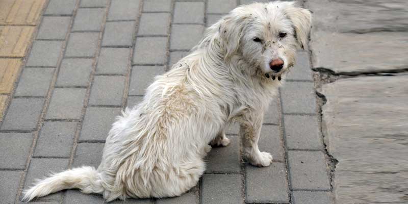 11 Best Dog Shampoos for Odor Control – Keep Your Dog Aromatic