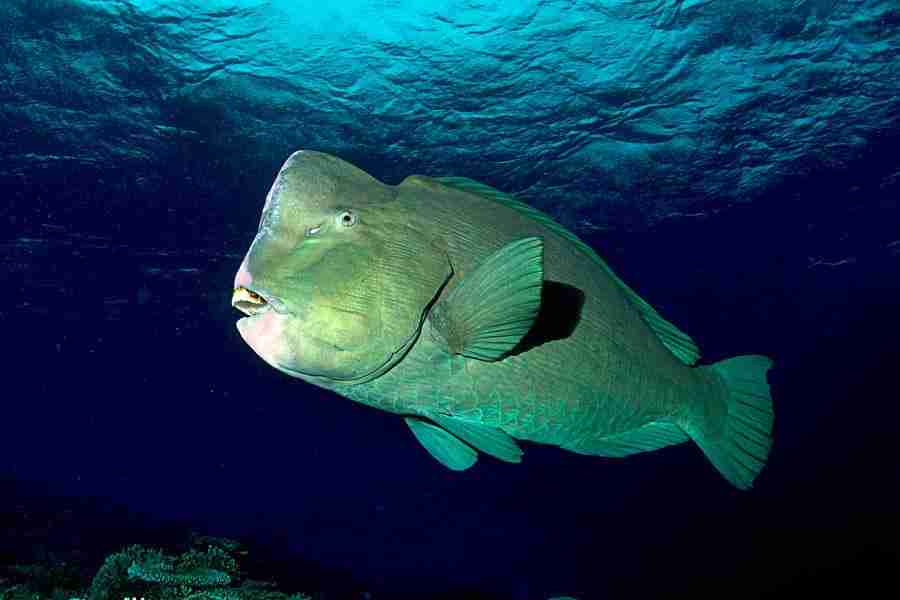 Bumphead Parrotfish schooling at the Liberty shipwreck Two Fish Divers