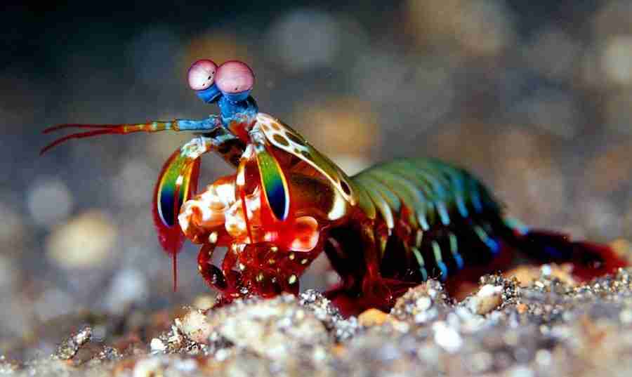 The Mantis Shrimp in Sekotong, South Lombok Two Fish Divers