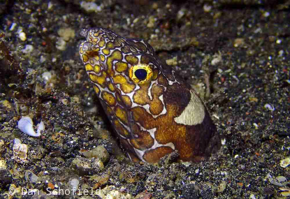 Critters of Lembeh Strait The Napoleon Snake Eel Two Fish Divers