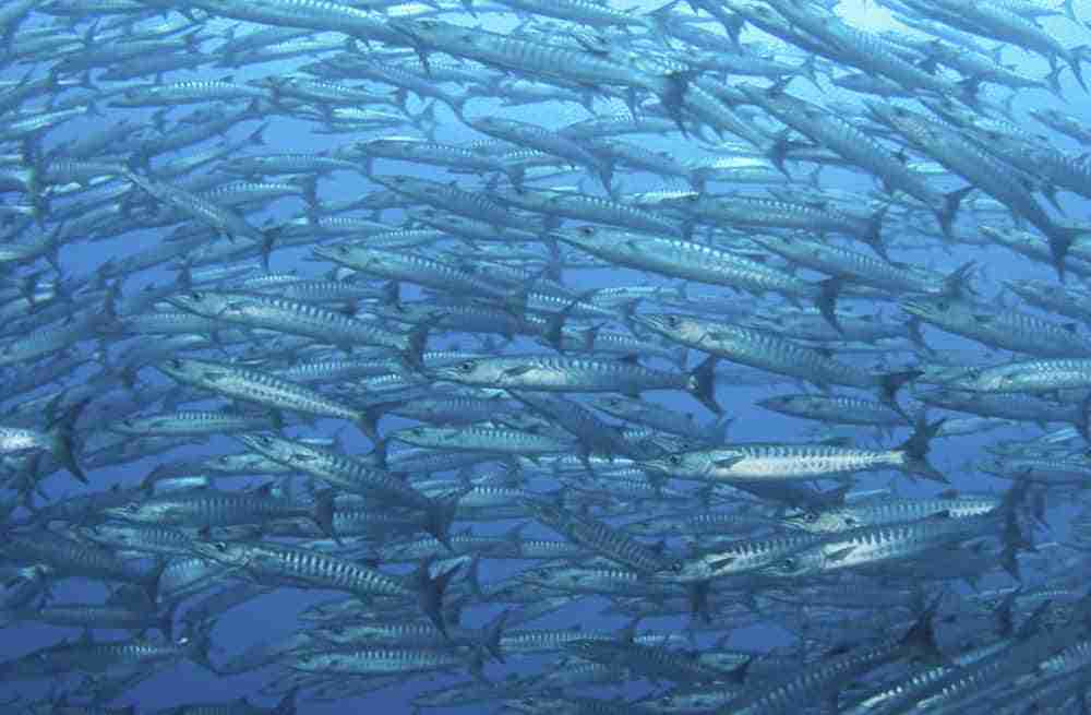 Barracuda In Bunaken Marine Park - Two Fish Divers