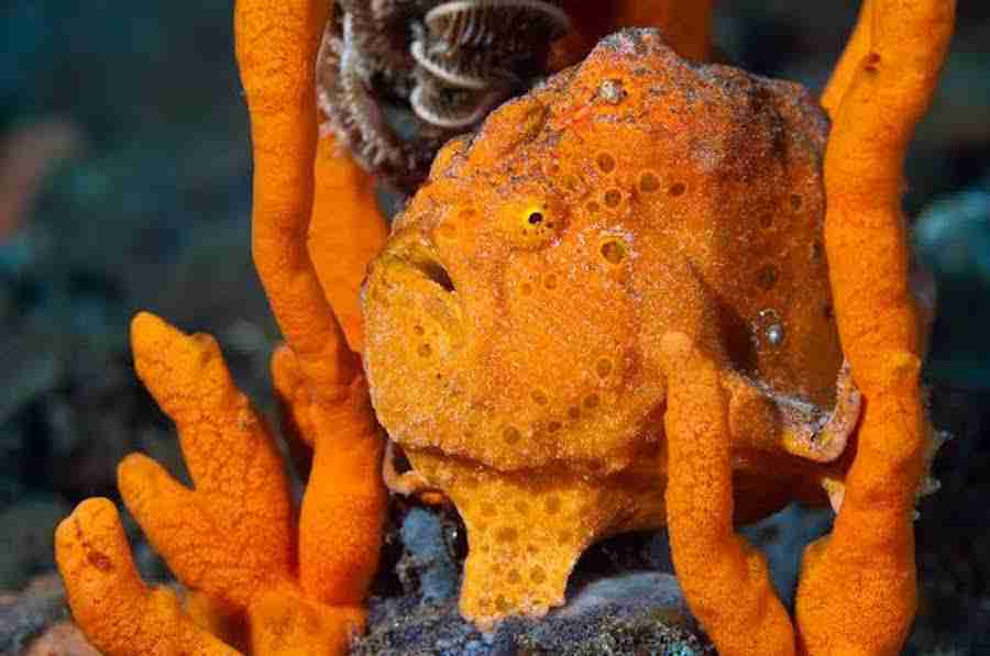 Muck Diving in Lembeh and Amed The Magic of Muck in Indonesia