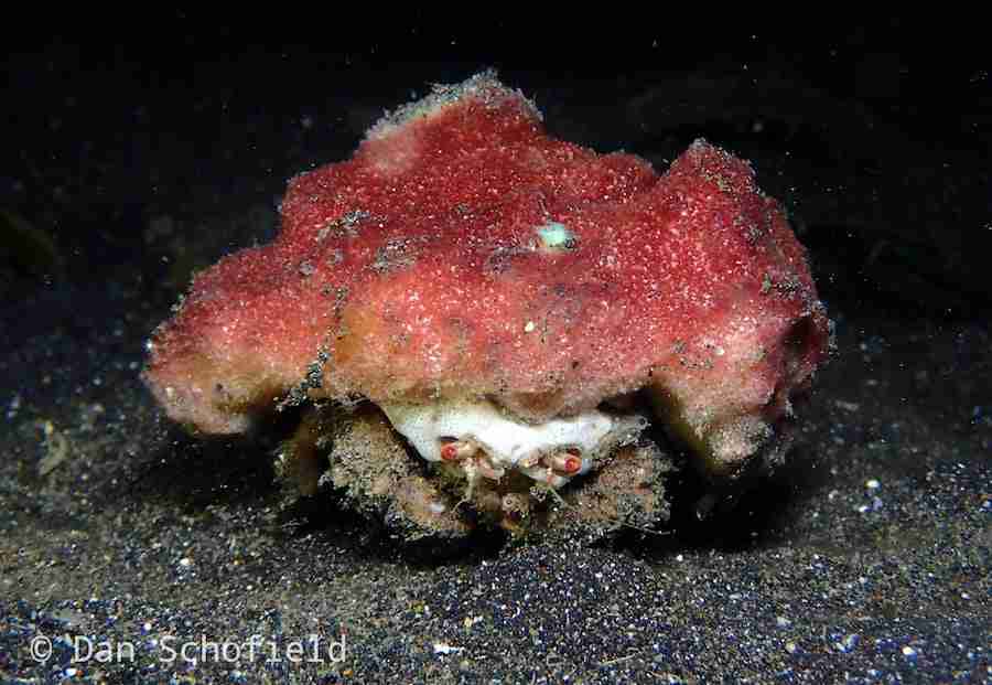 Sponge Crab in Lembeh Strait Critter Facts! Two Fish Divers
