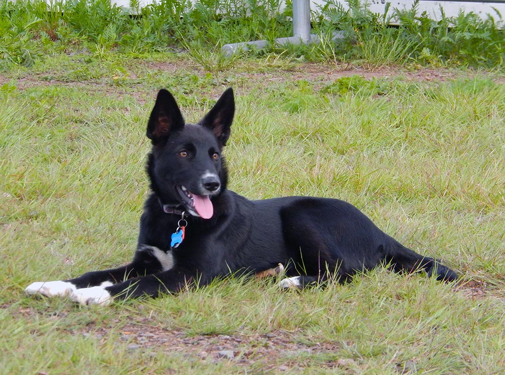Dog Friendly Two Harbors Two Harbors Dog Park