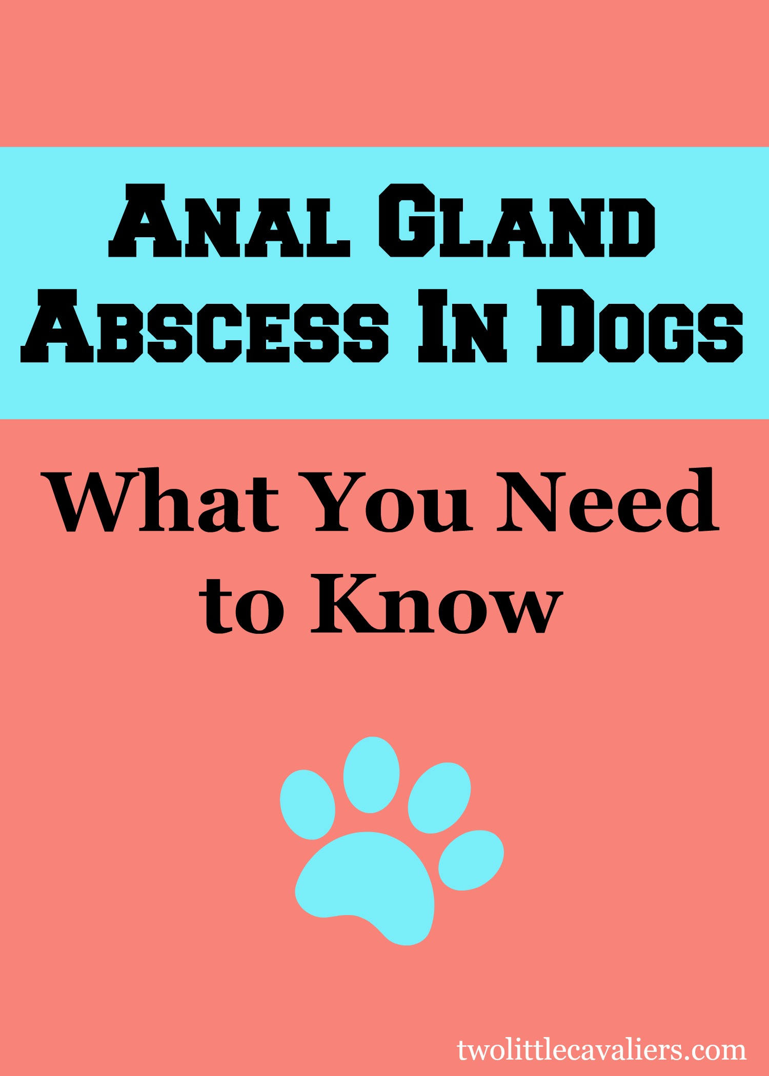 Anal Gland Abscess in Dogs What You Need to Know