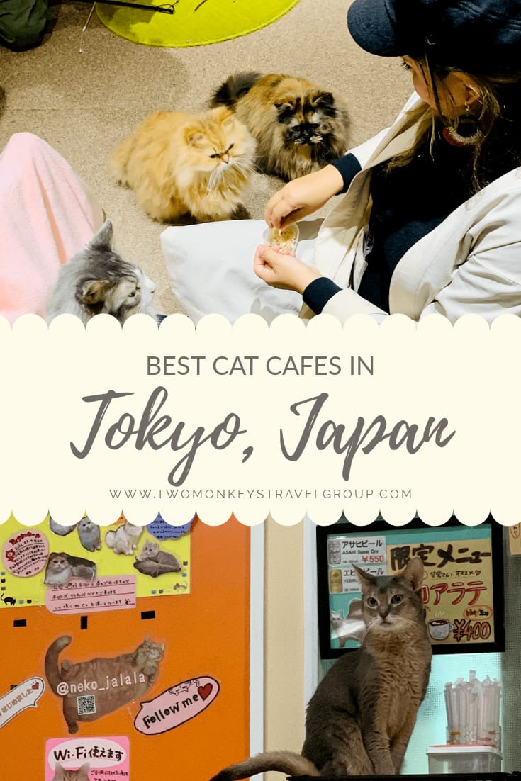 Best Cat Cafes in Tokyo, Japan With Rates Included