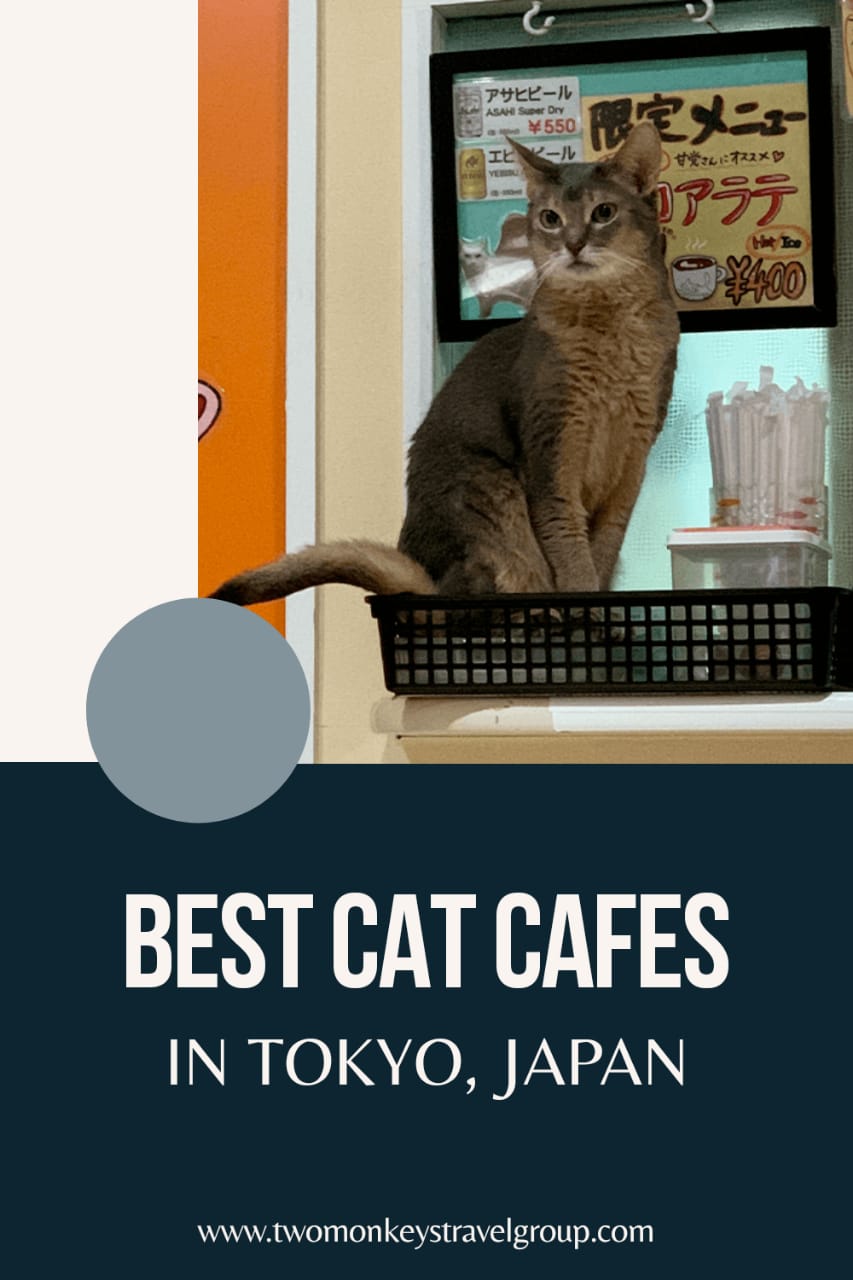 Best Cat Cafes in Tokyo, Japan With Rates Included