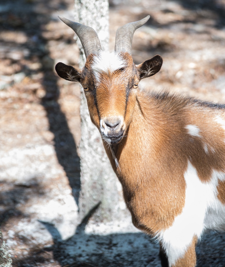 About Two Old Goats Farm & Playtime