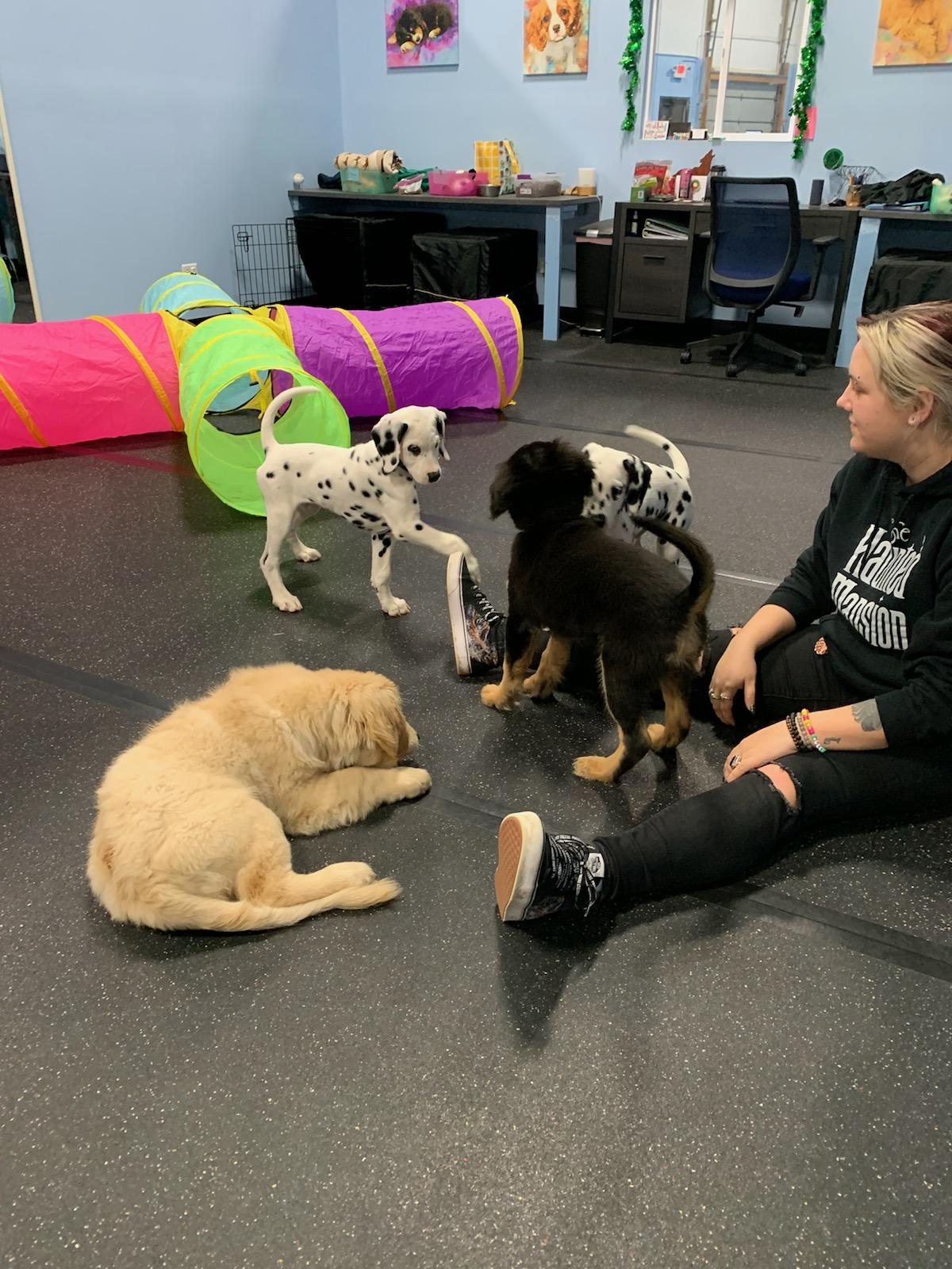 Drop Off Training Two Paws Up Dog Training