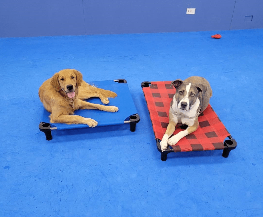 Two Paws Up Dog Training Northshore's premiere forcefree training