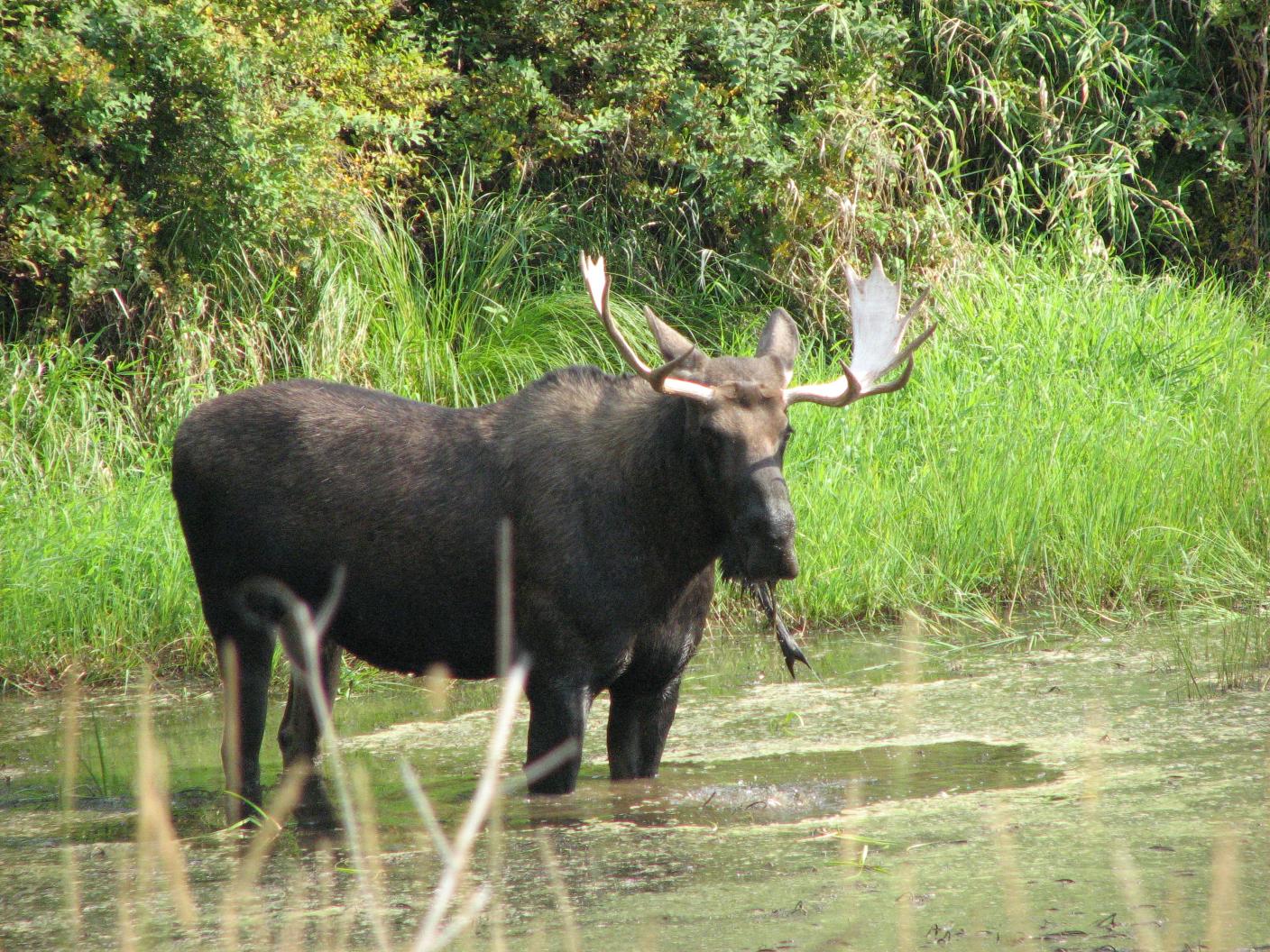 Montana Moose
