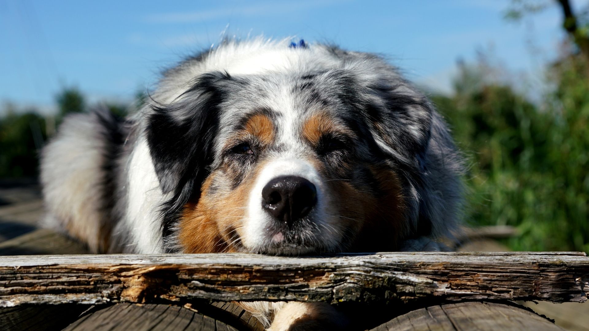 Vet Near Me Great Falls, MT 59404 Two Rivers Pet Hospital
