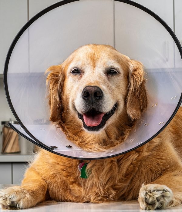 Pet Surgery In Great Falls, MT Two Rivers Pet Hospital