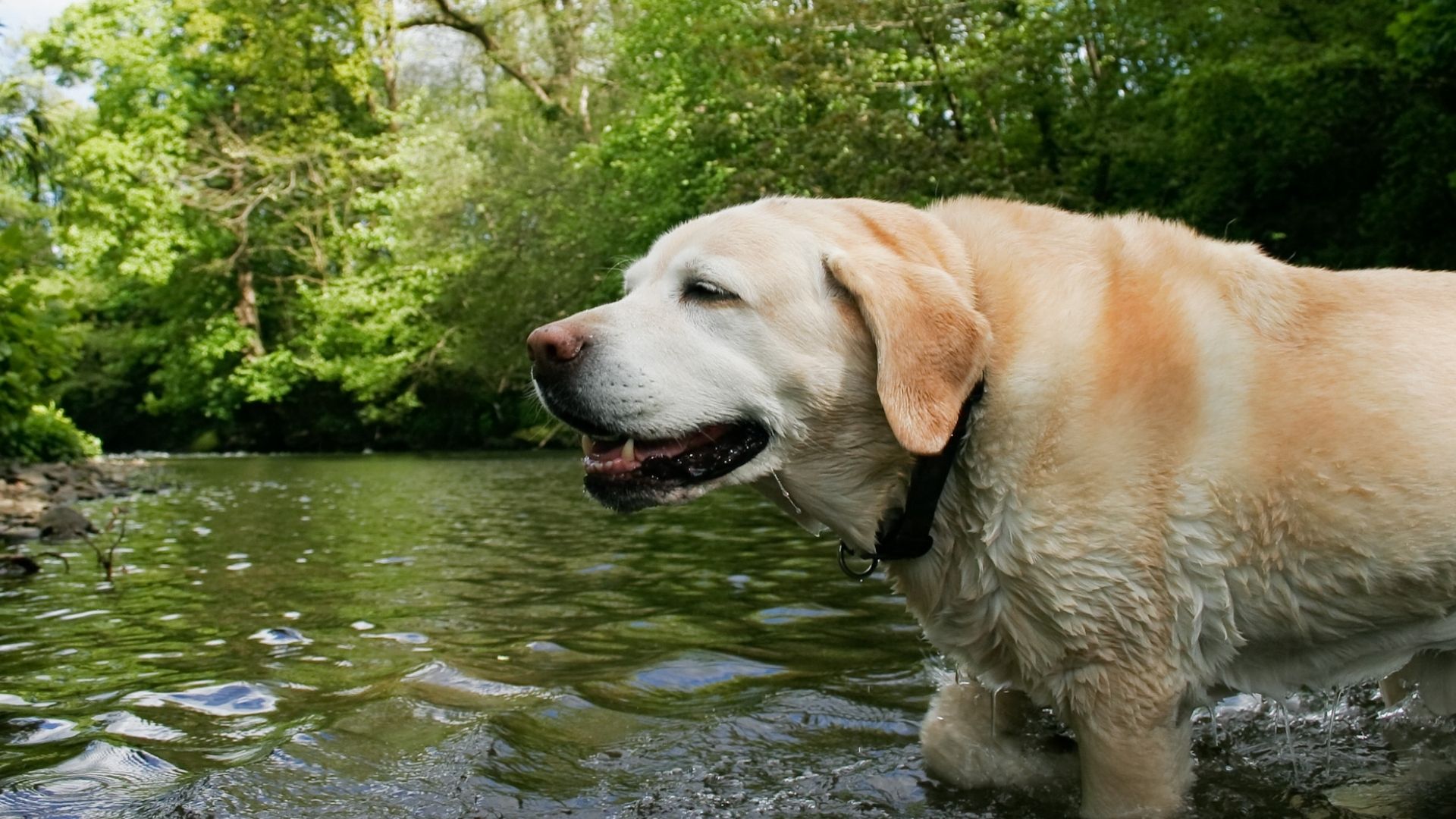 Veterinary Resources Great Falls Two Rivers Pet Hospital