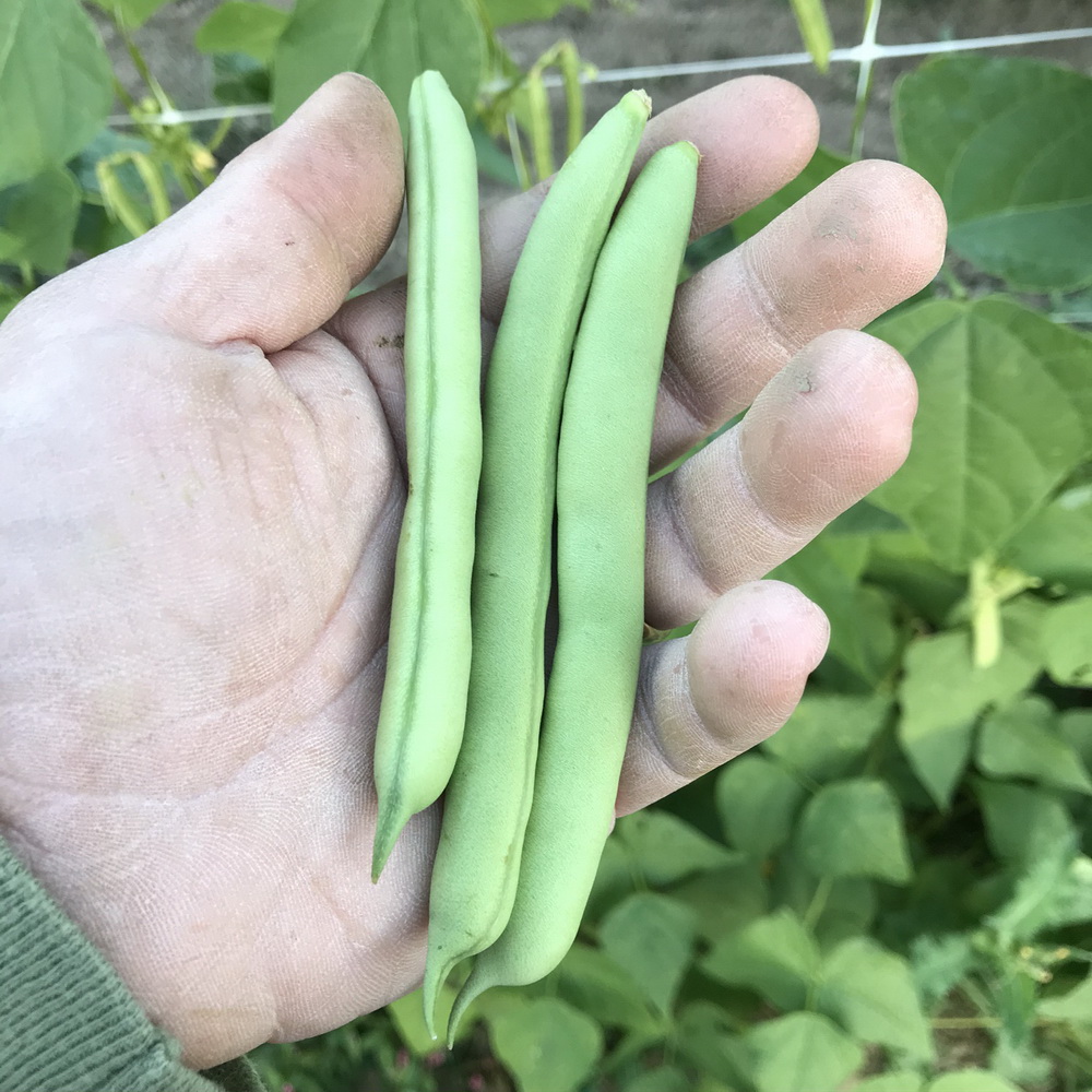 String Beans Seeds
