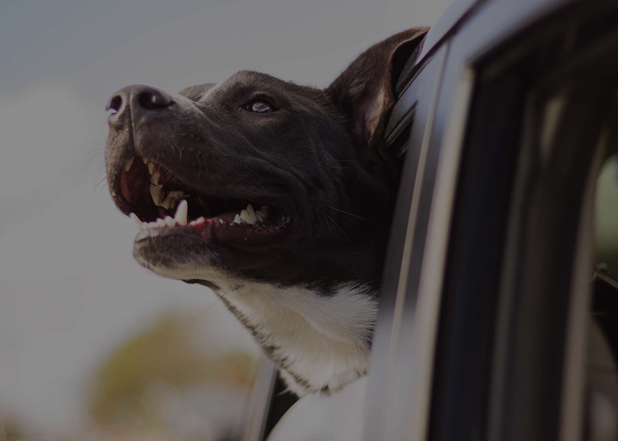 About Us Two Shepherds Taproom Dog Park and Bar