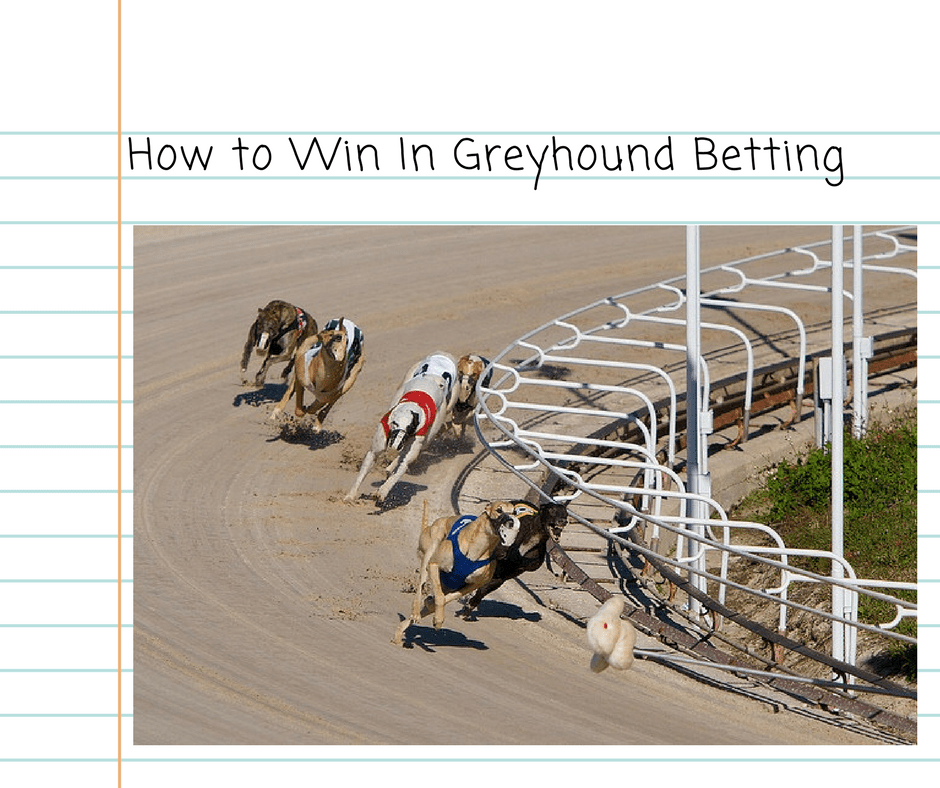 Consistency Is Truly How To Win In Greyhound Betting Two Trap