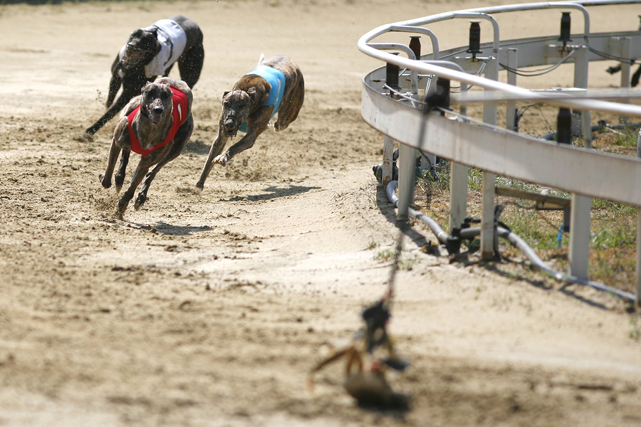 Betting on Greyhounds A Beginners Guide Two Trap Greyhound System