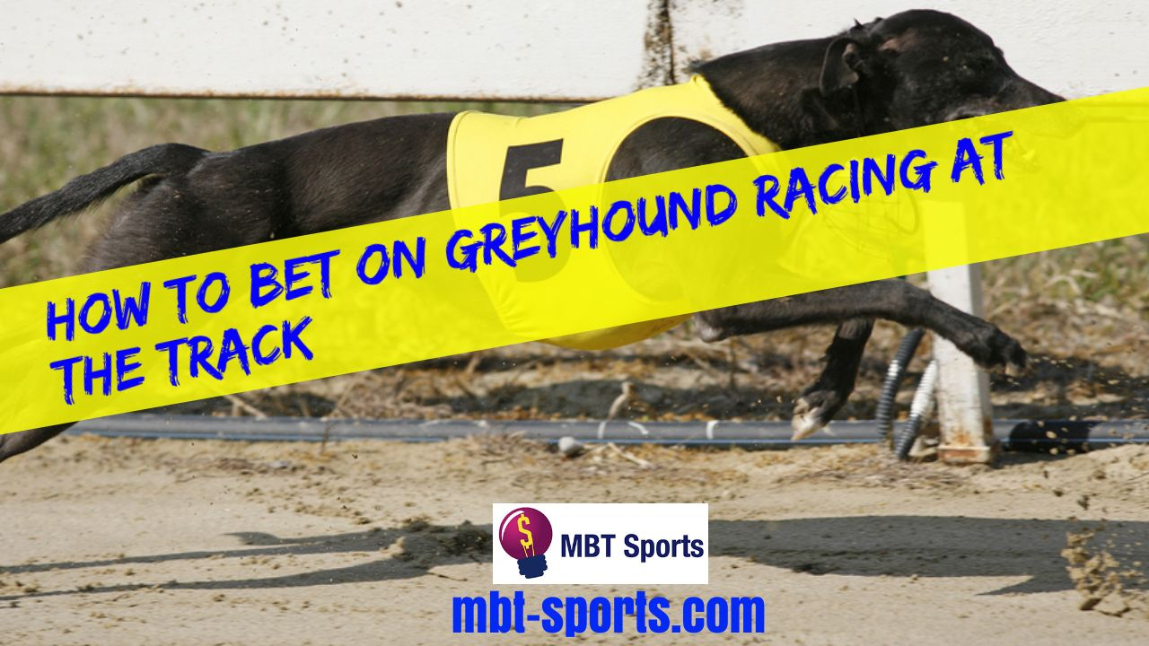 How To Bet On Greyhound Racing At The Track Two Trap Greyhound System