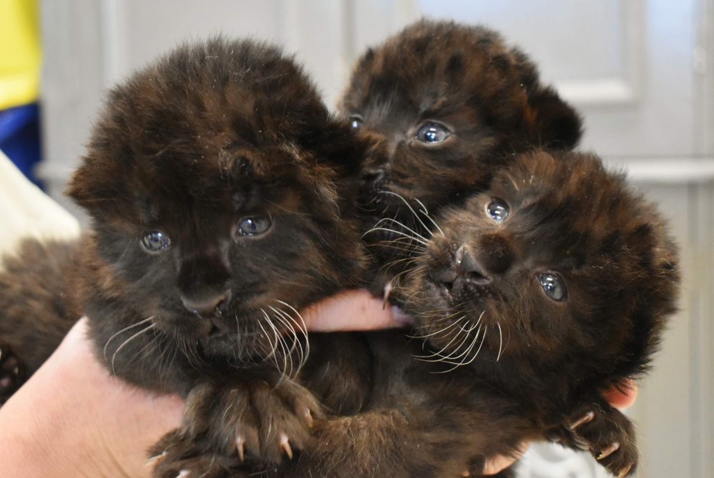 The Most Endangered Big Cat Amur Leopard Births