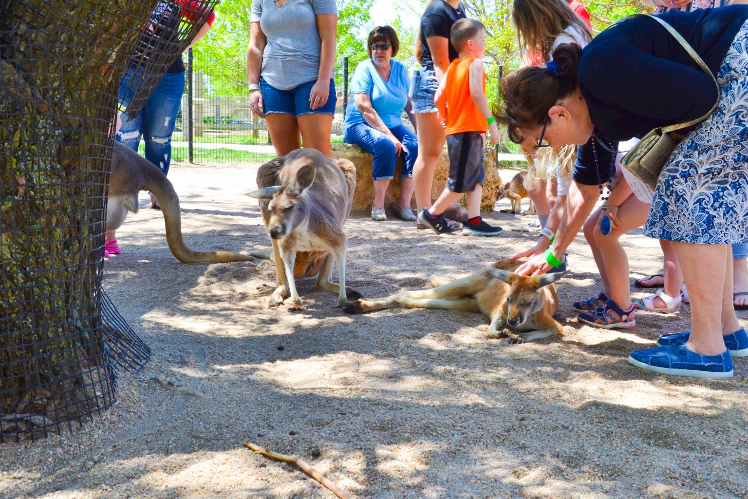 Zoo Near Me A Quick Guide to the Best Zoos in Your City