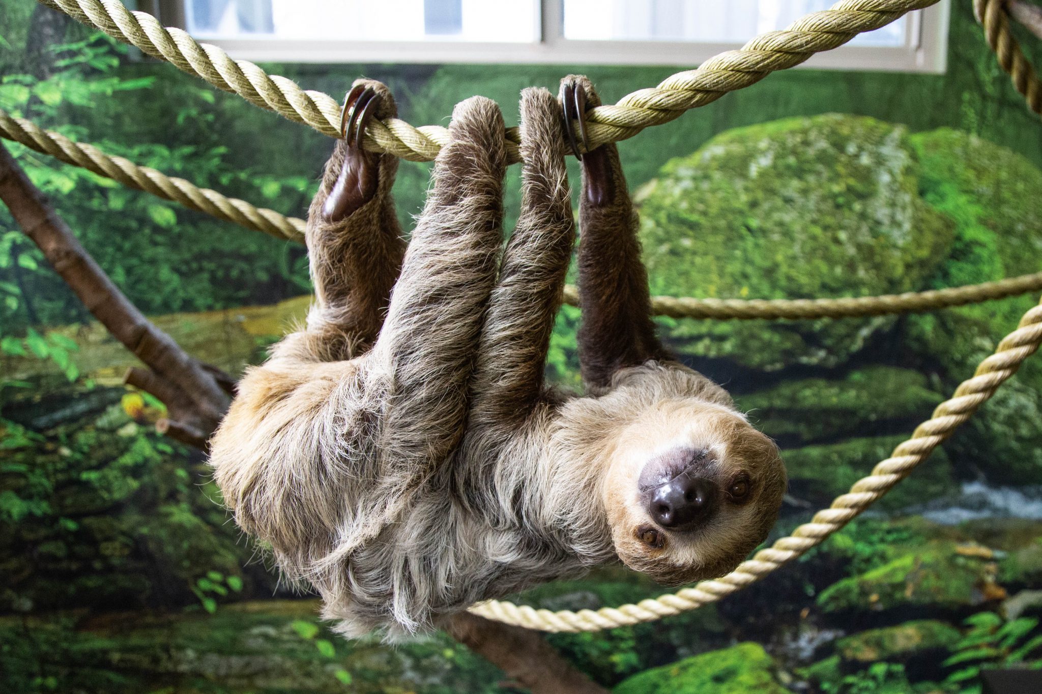 Zoo Near Me A Quick Guide to the Best Zoos in Your City Tanganyika