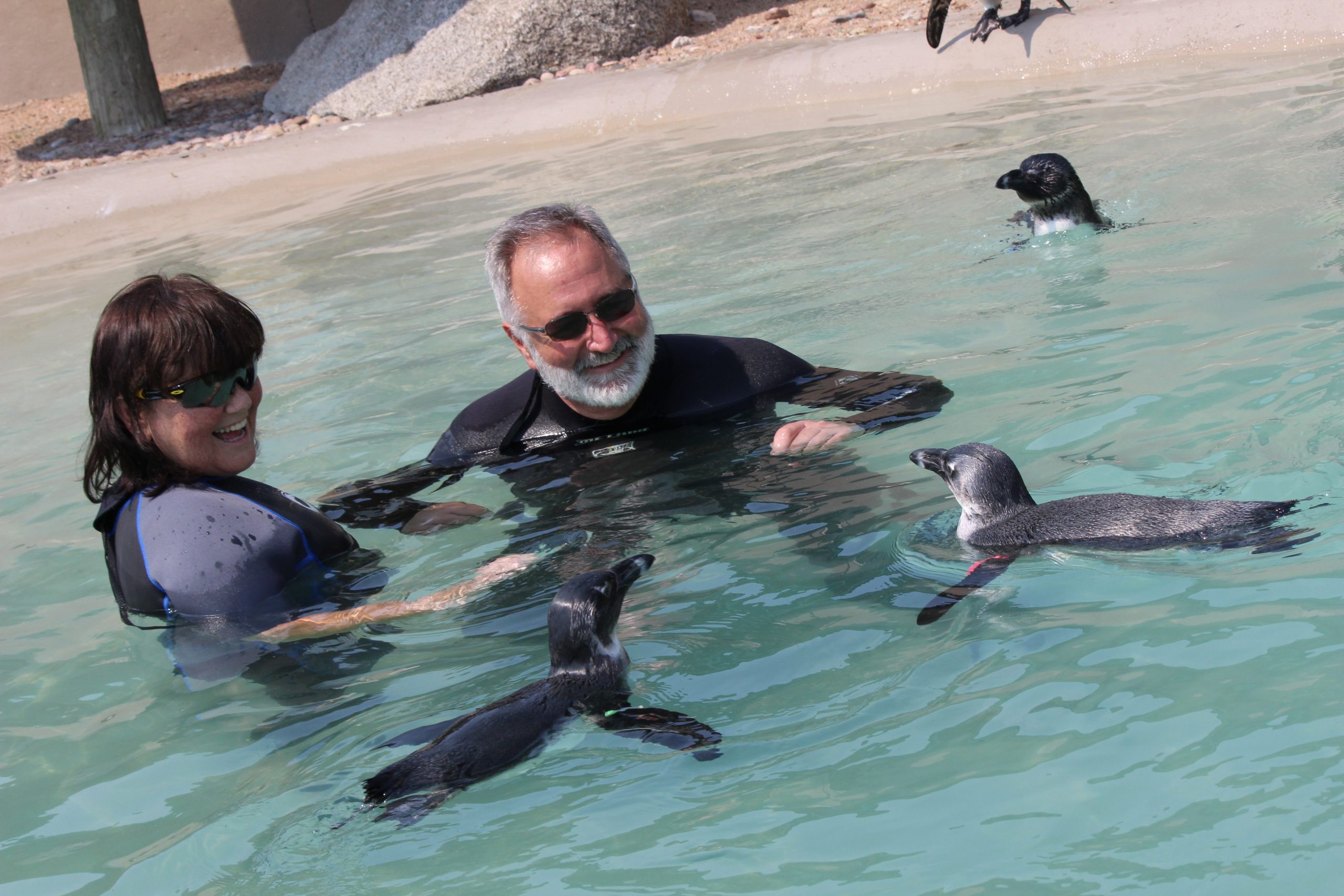 Swimming with Penguins In The US The Ultimate Guide
