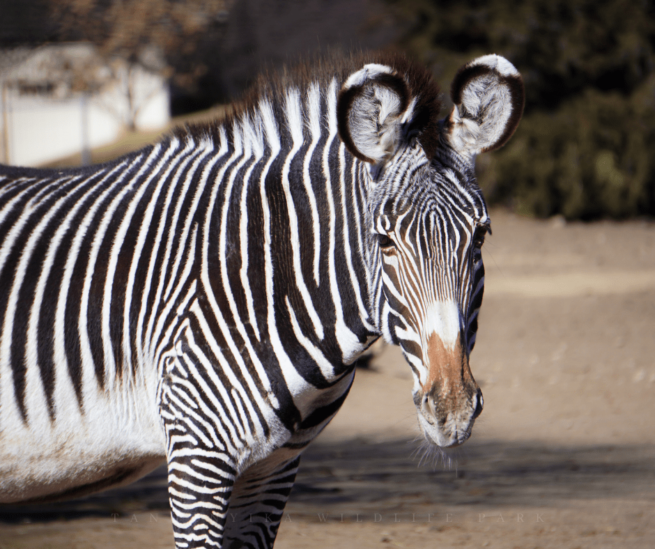 International Zebra Day 2022 What Is It and How You Can Celebrate