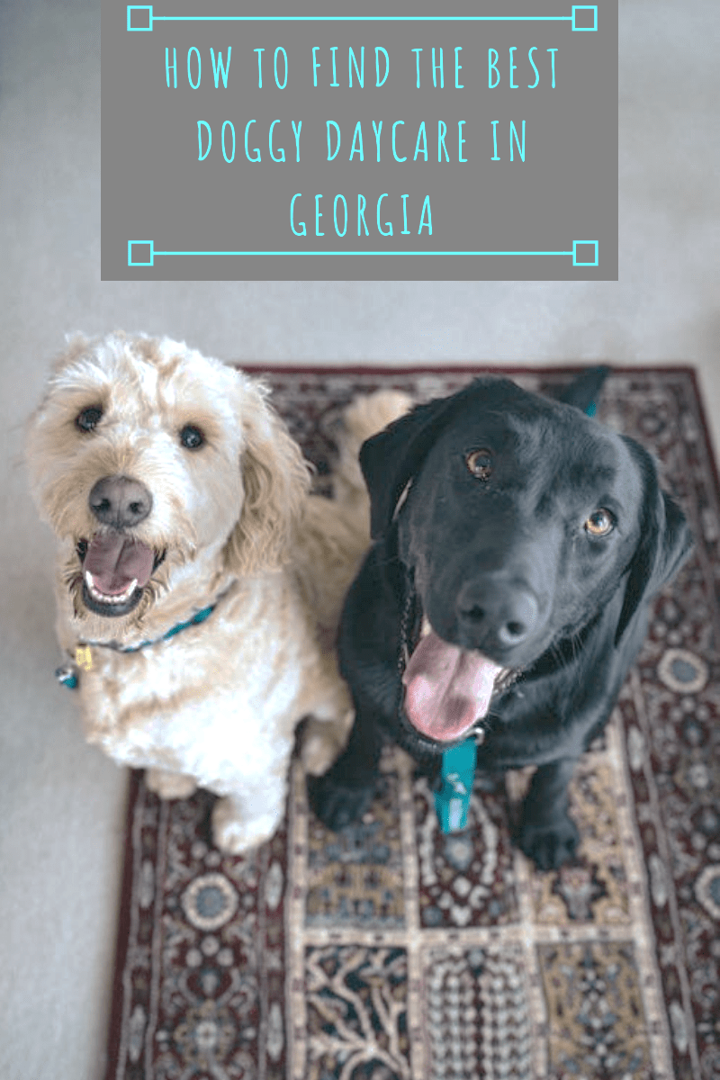 How to Find the Best Doggy Daycare in Twissted Whiskers Pet