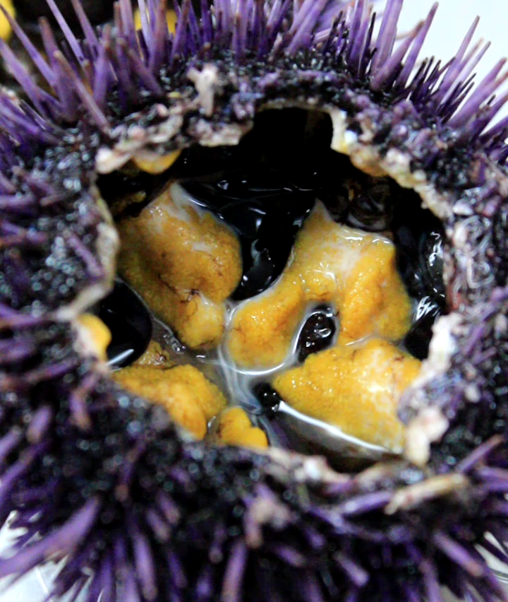 (Seasonal) Live Wild Purple Sea Urchin (20 pcs) Tradewind Seafood